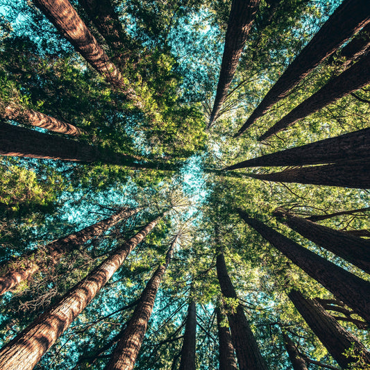 Breathe Easier This Earth Day
