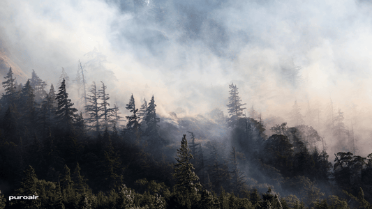 Breathing Fire: How Wildfires Are Choking Our Air Quality