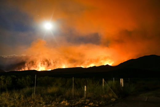 Surviving the LA Wildfires: Your Next Steps