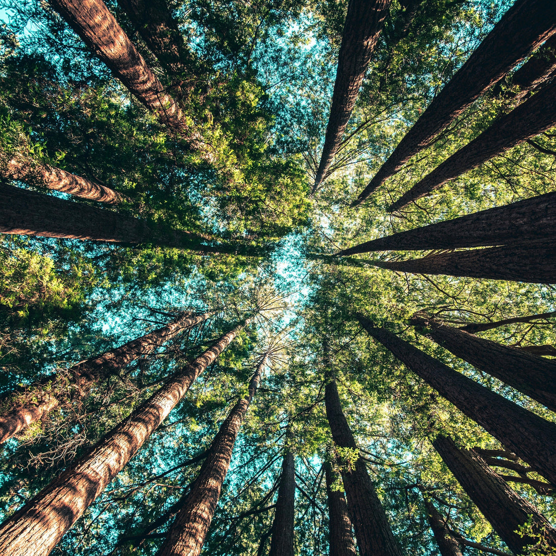 Breathe Easier This Earth Day