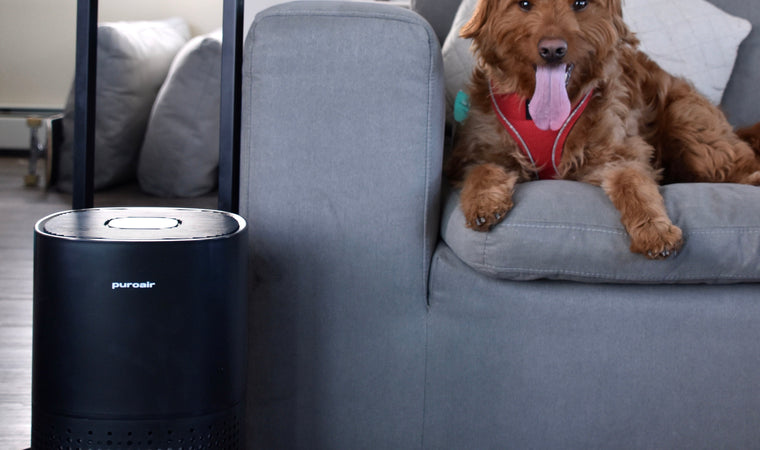 Bringing Home a New Pet: Here’s Everything you Need (Including an Air Purifier!)