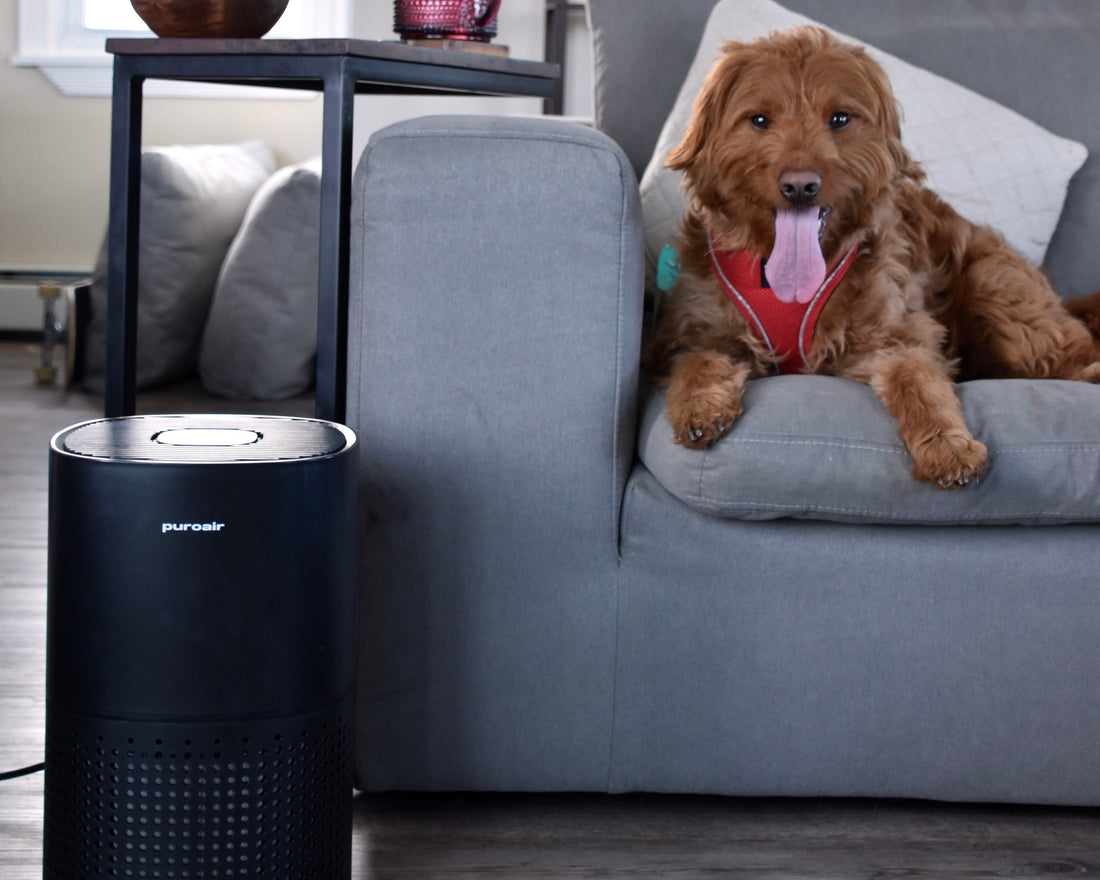 Bringing Home a New Pet: Here’s Everything you Need (Including an Air Purifier!)