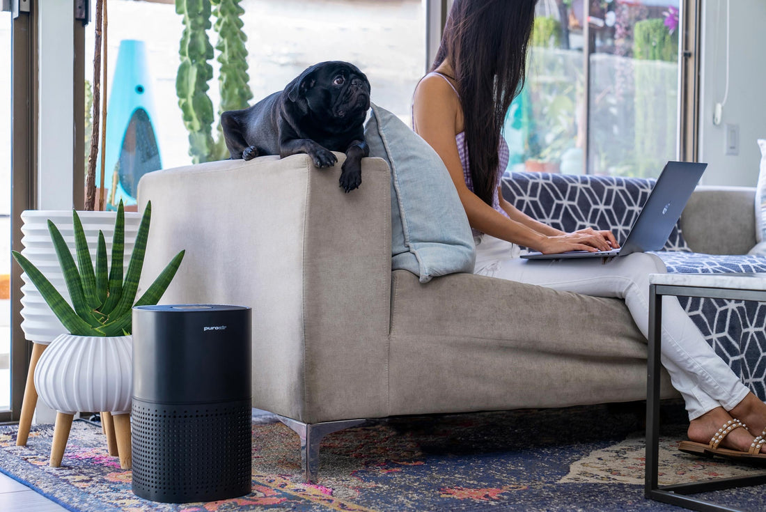 Discover the Ultimate Air Purifier for Every Pet Owner