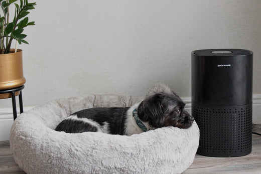 dog laying in dog bed next to an air purifier