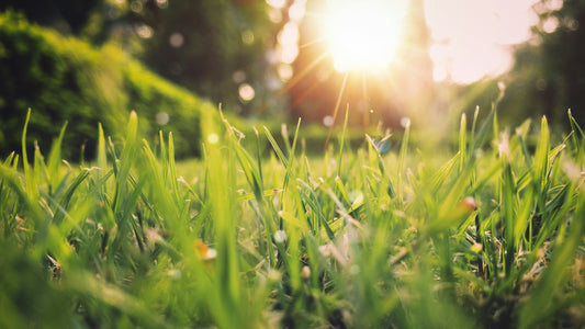 grass with sunlight