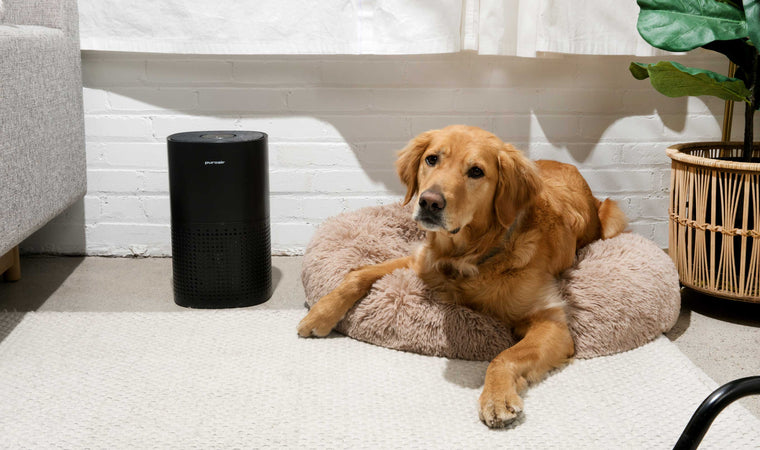 Why Every Pet Owner Needs an Air Purifier: My Experience with the PuroAir 240