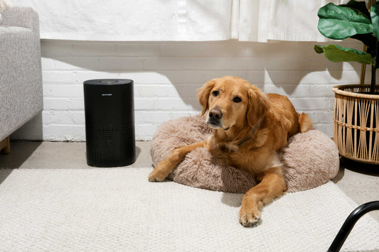 Why Every Pet Owner Needs an Air Purifier: My Experience with the PuroAir 240