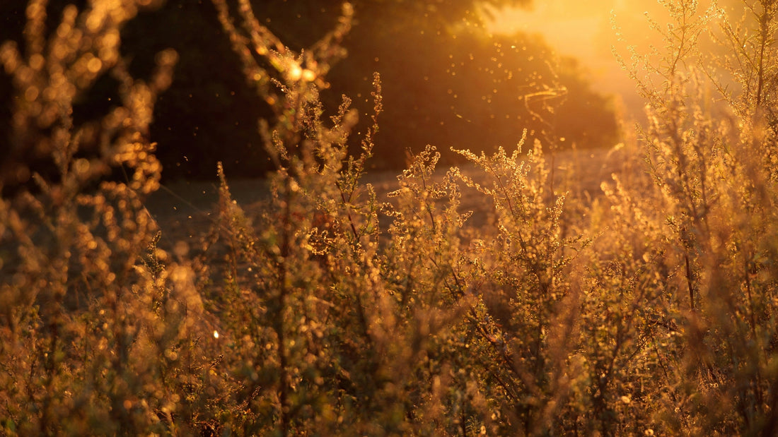 How I Finally Got Relief From Lifelong Allergies (Without Breaking the Bank)