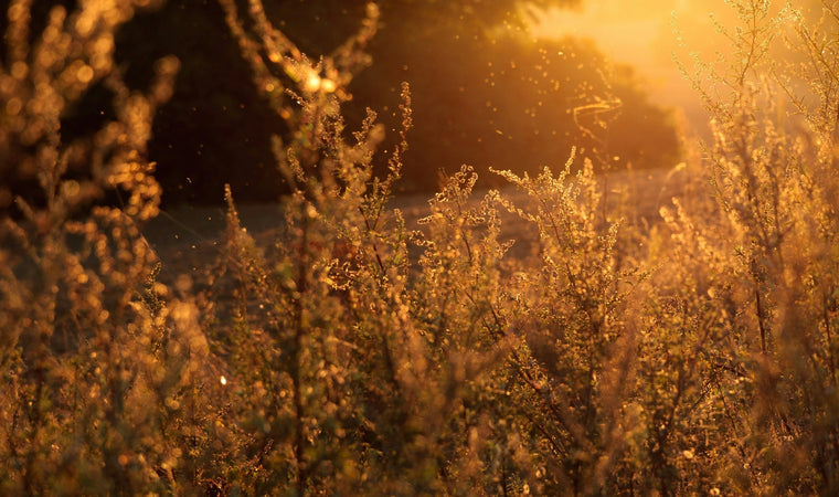 How I Finally Got Relief From Lifelong Allergies (Without Breaking the Bank)