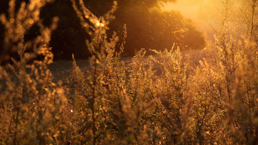 How I Finally Got Relief From Lifelong Allergies (Without Breaking the Bank)