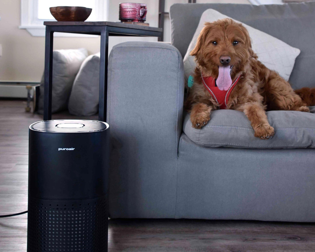 Say Goodbye to Pet Odors in Your Home with an Air Purifier