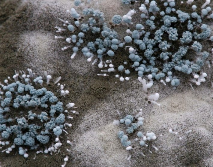 Mold Spores