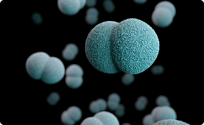 microscopic image of bacteria