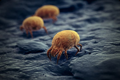 DUST