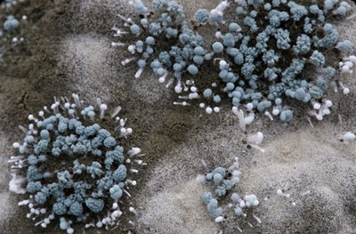 MOLD